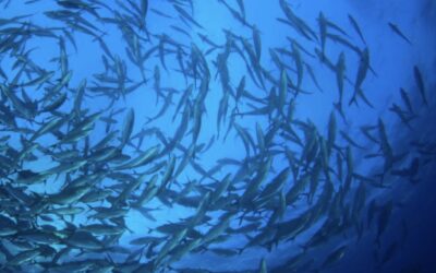 Omega 3 – proč jsou tak důležité u nastávajících maminek a u miminek?