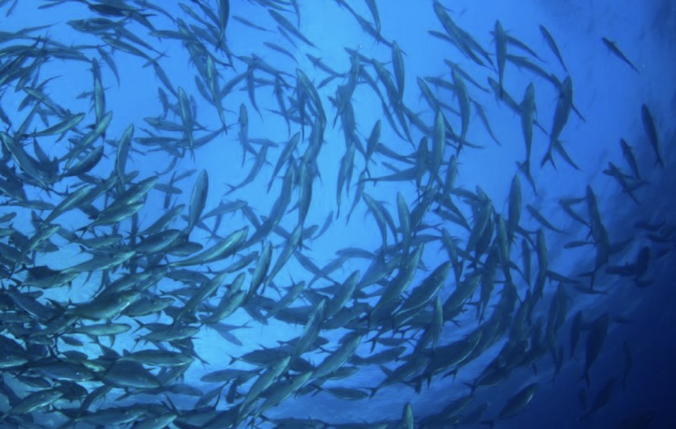 Omega 3 – proč jsou tak důležité u nastávajících maminek a u miminek?